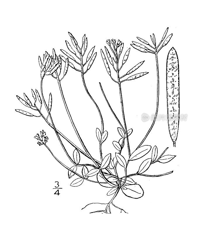 古董植物学植物插图:德拉巴卡罗来纳，卡罗来纳惠特洛草