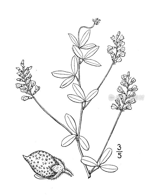 古植物学植物插图:补骨脂，少花补骨脂