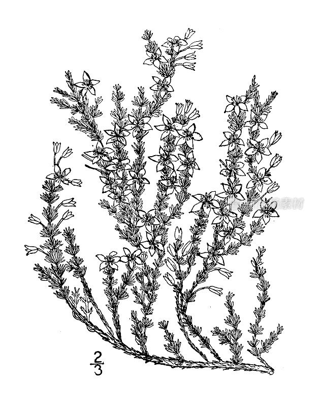 古植物学植物插图:胡德索妮亚，胡德索妮亚