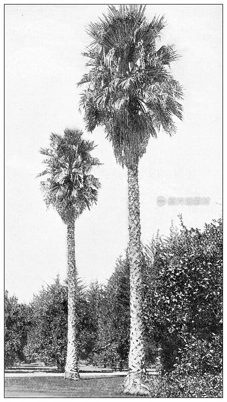 古色古香的加州旅行照片:棕榈树