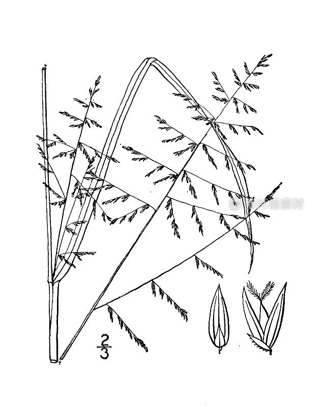 古植物学植物插图:长穗圆锥花序，长穗圆锥花序