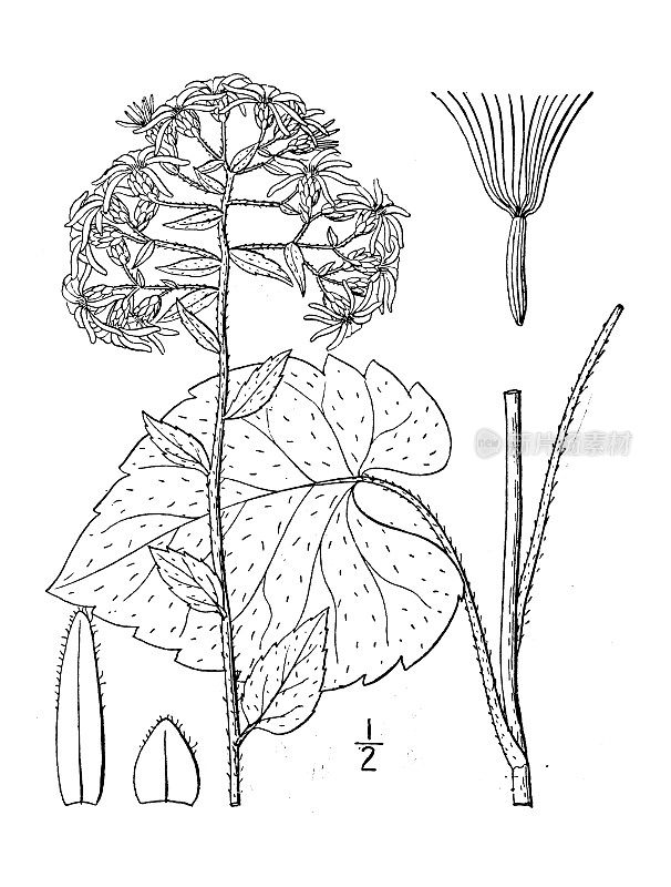 古植物学植物插图:紫菀、紫菀