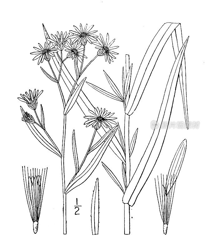 古植物学植物插图:紫菀、紫菀