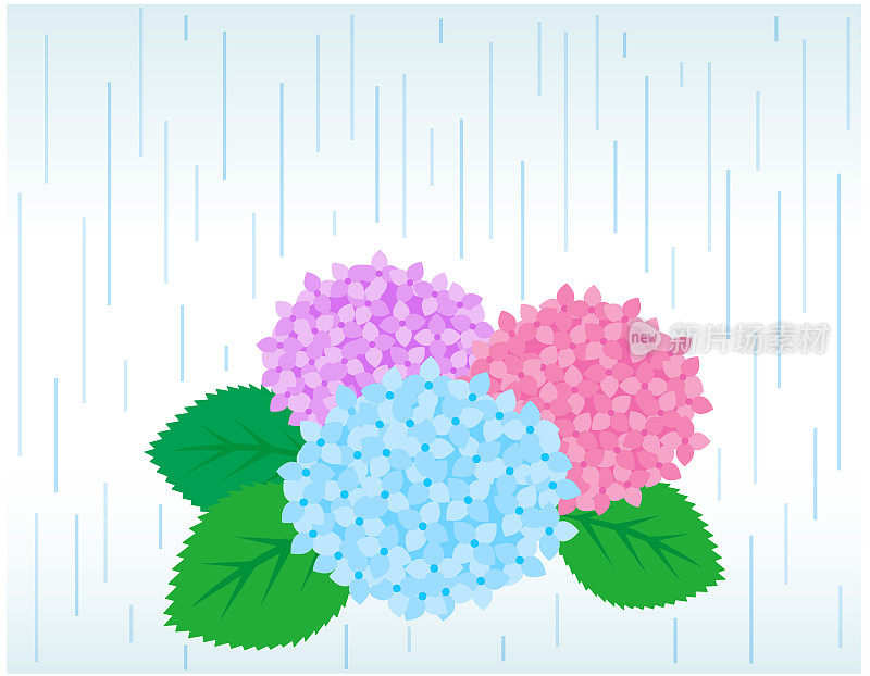 矢量插图的绣球。在雨季开花。