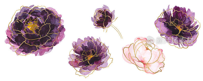 水彩紫色和金色牡丹花插图元素