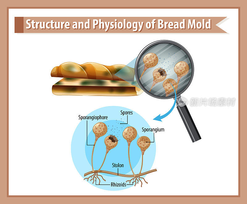 面包霉菌的结构与生理