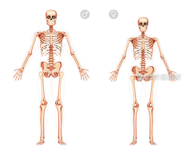 女人和男人骨骼人体张开双手的位置骨骼的男性，女性。女士们，先生们，正面。3D现实平面女孩和男孩概念矢量插图解剖隔离