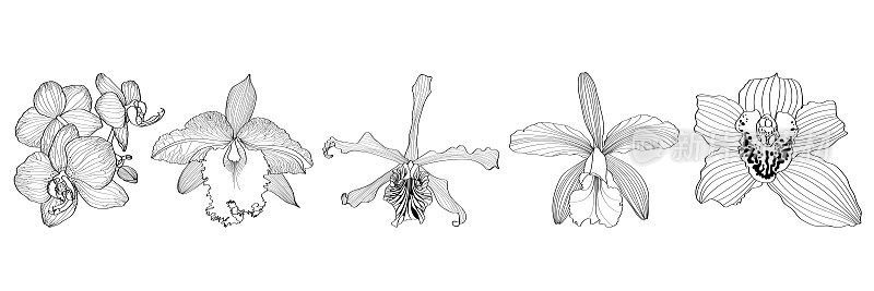 黑色线兰花大集合为构图孤立在白色背景。