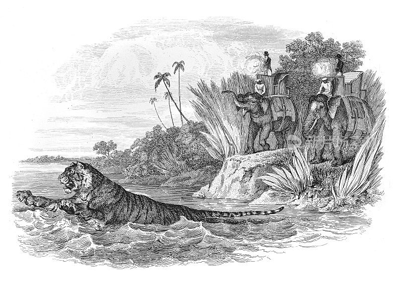 老虎在大象上逃脱猎人-插图雕刻1853年