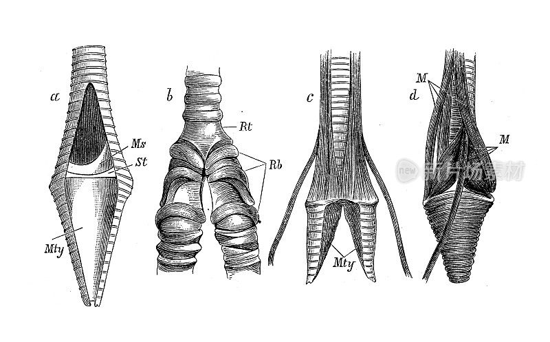 古代生物动物学图像:乌鸦的下喉部