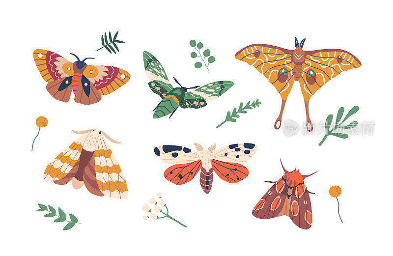 蝴蝶优雅而精致，是一种充满活力的昆虫，它们彩色的翅膀和异想天开的飞行让人着迷