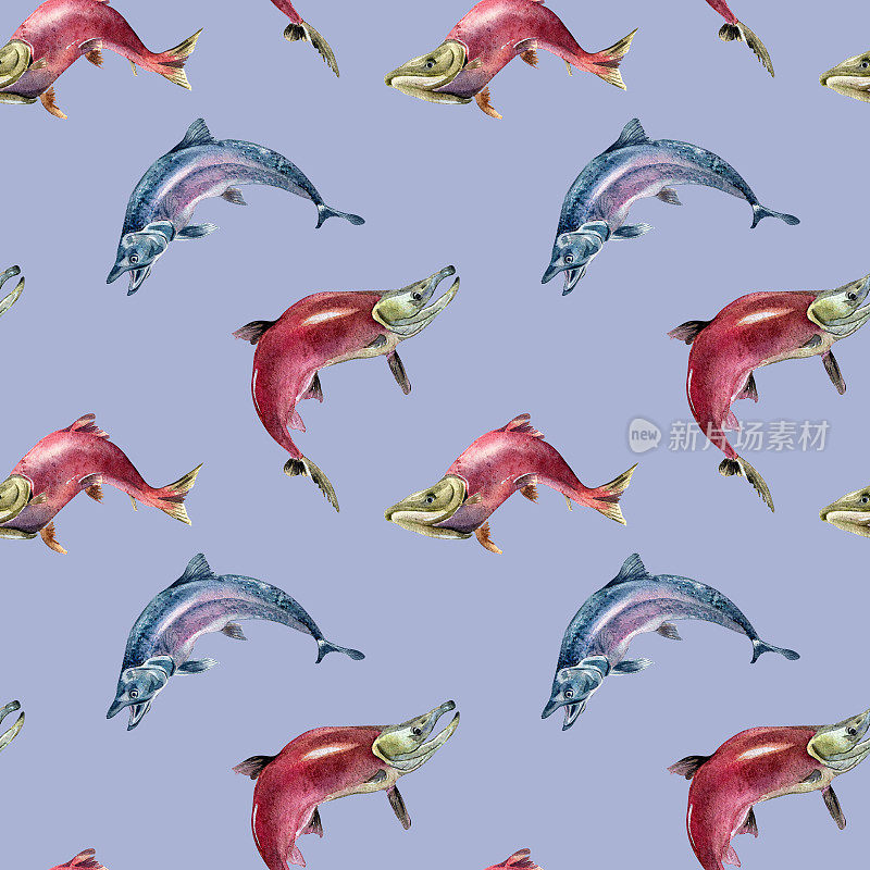 无缝模式的鲑鱼，银鲑，鱼饵水彩插图隔离在蓝色。