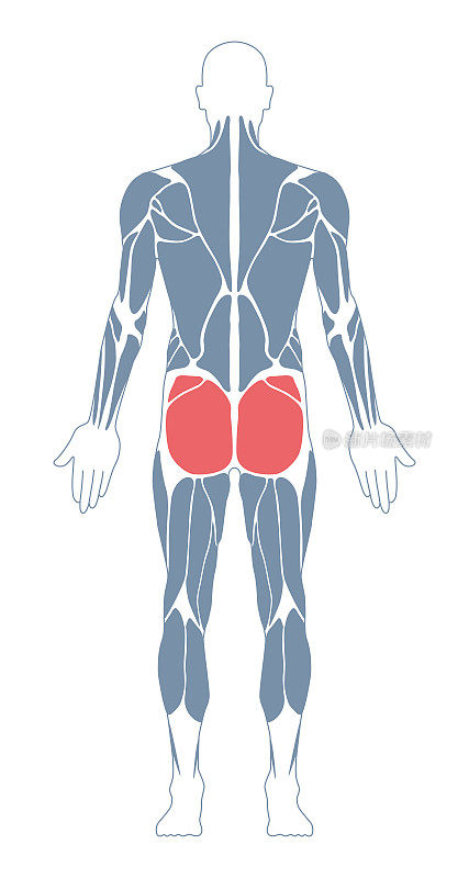 肌肉系统。人类的身体。男性解剖学。运动健身训练健身房锻炼矢量插图。后视图。臀大肌