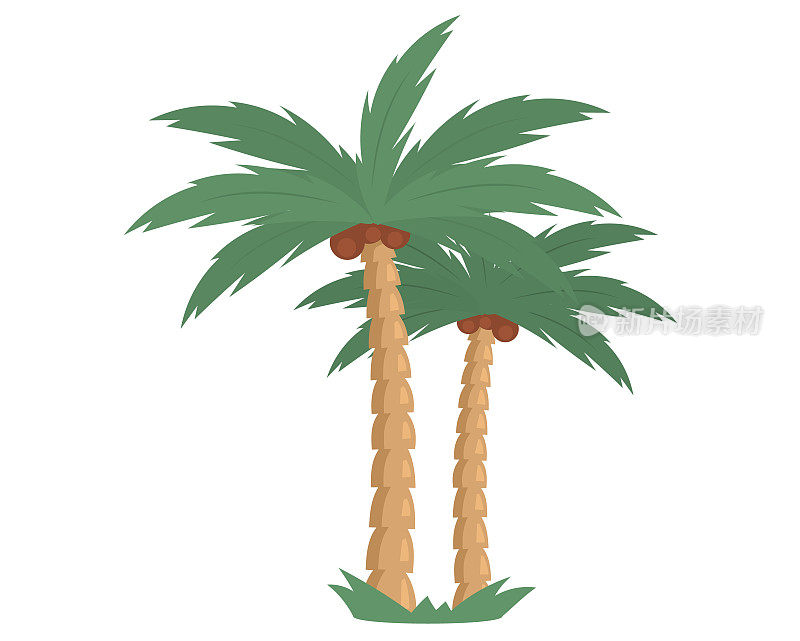 棕榈树与椰子树上的沙岛平矢量椰子树。两棵椰子树和椰子坚果