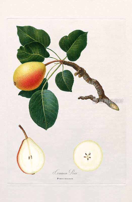 古董插图，梨，植物插图，大约1817年