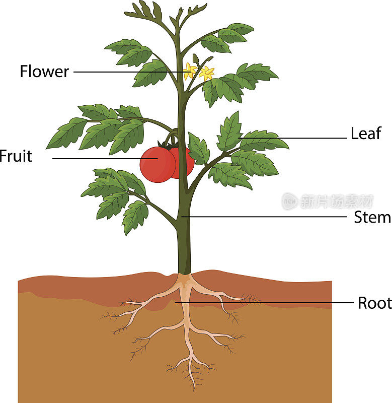 卡通番茄植物