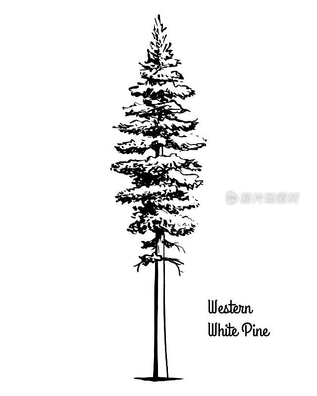 树素描插图西方白松