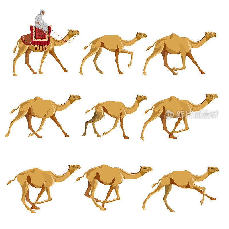 各种姿势的骆驼