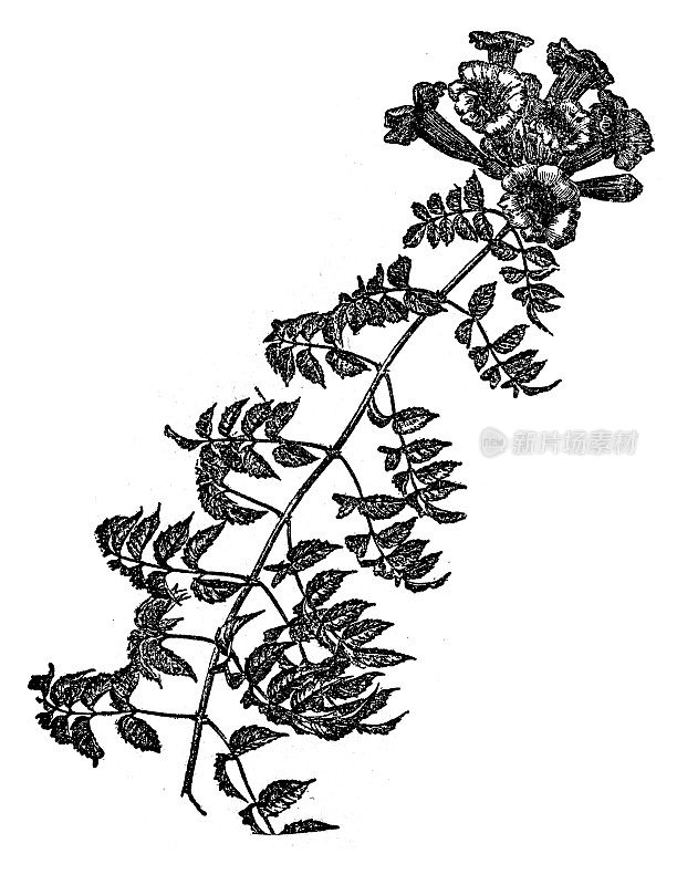 菊苣(喇叭藤或喇叭藤，在北美也称为牛痒藤或蜂鸟藤)