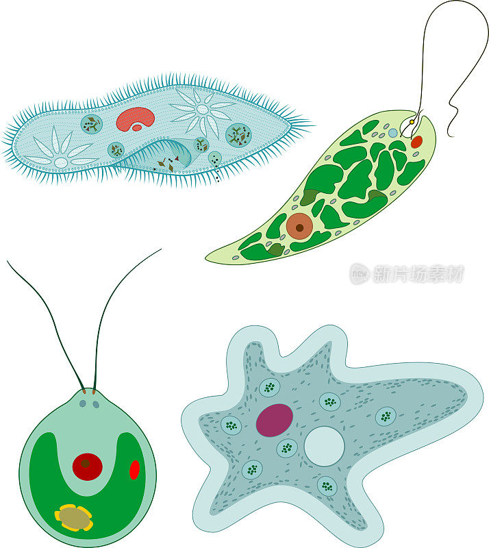 一套单细胞生物(原生动物):尾草履虫、变形阿米巴、衣藻和绿毛绿藻