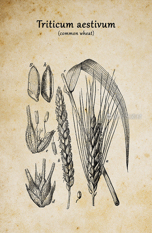 植物学植物古版画插图:小麦(普通小麦)
