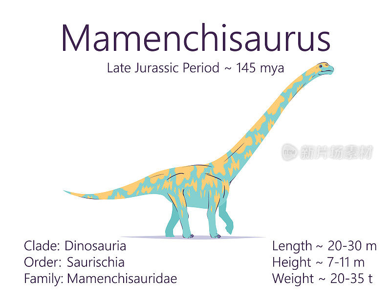 马门溪龙。蜥脚形亚目恐龙。彩色矢量插图的史前生物马门奇龙，特征描述，生命时期隔离在白色的背景。恐龙化石
