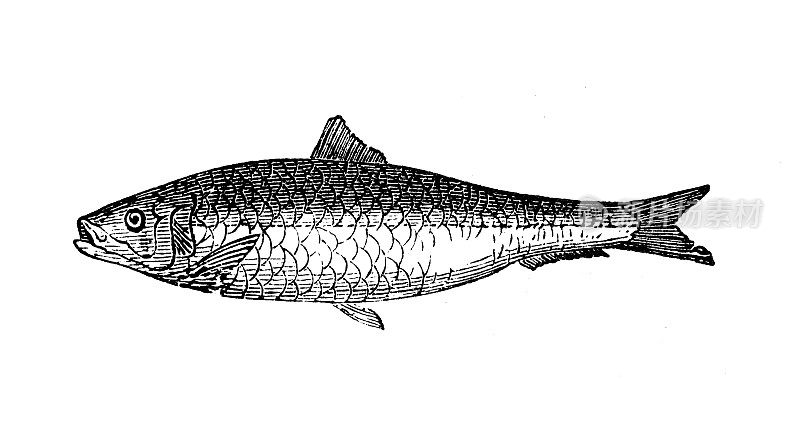 古代海洋动物雕刻插图:皮尔查德
