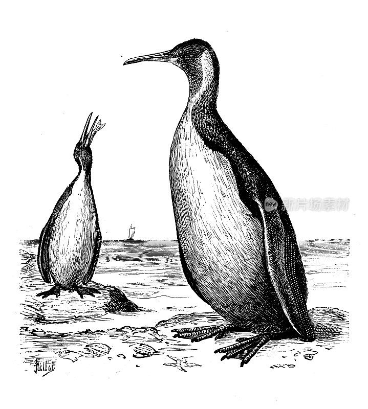 古董动物插图:企鹅