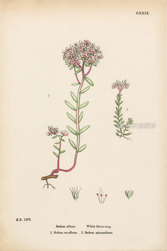白石作物，景天专辑，维多利亚植物学插图，1863年