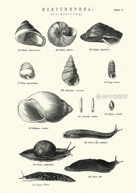 蛞蝓，蜗牛，贝壳，自然历史
