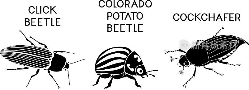 一组农业植物害虫的黑色剪影(滴答甲虫，科罗拉多马铃薯甲虫和金龟子)孤立在白色背景上