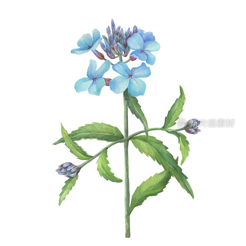 大花苜蓿的一支(大花苜蓿、锦缎紫罗兰、小花苜蓿、夏季丁香花、大花苜蓿)。手绘水彩画插图孤立的白色背景。