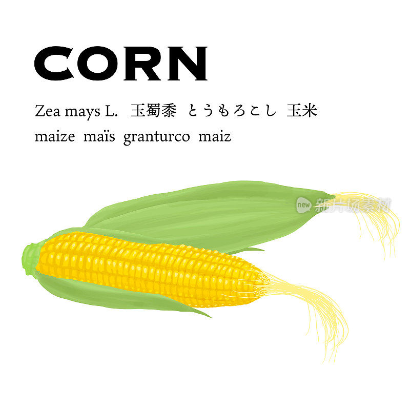 玉米简单矢量图(带叶子)