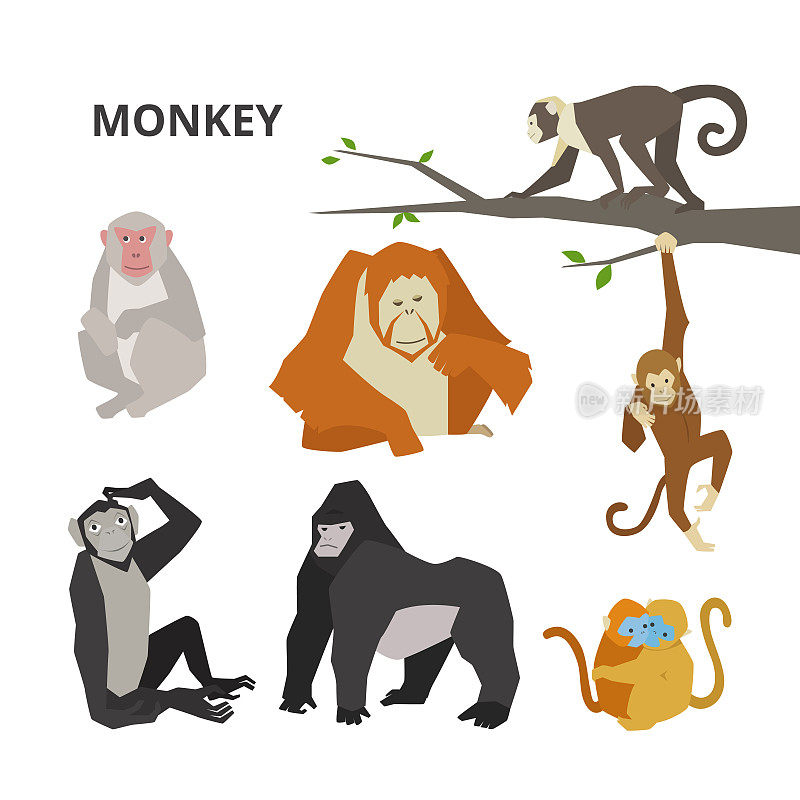 顽皮的猴子的性格