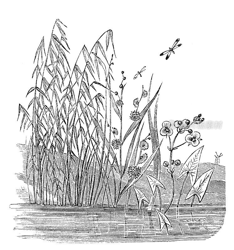 古代植物学插图:矢车菊，箭头