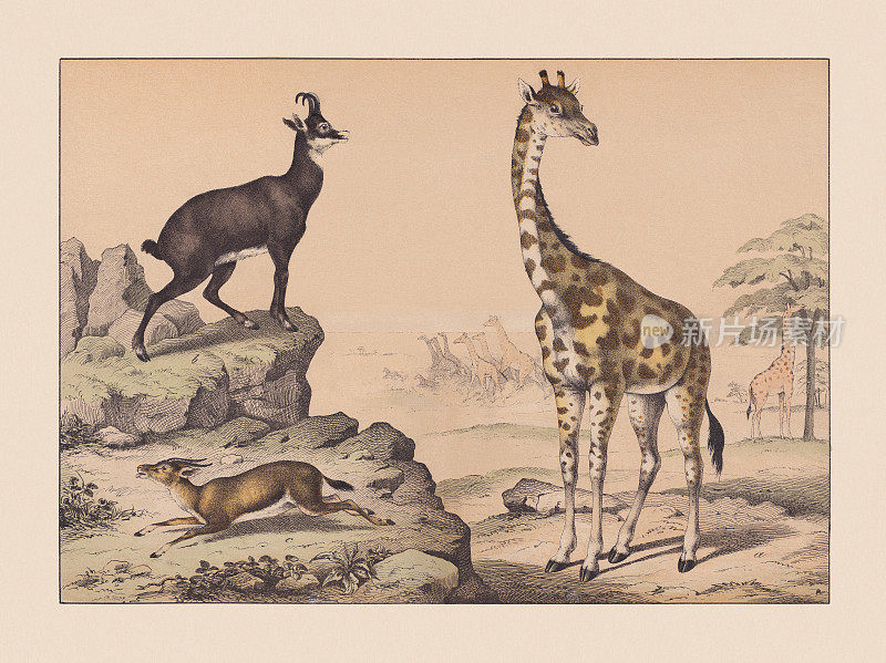 《反刍动物》，手绘彩色石版，1869年出版