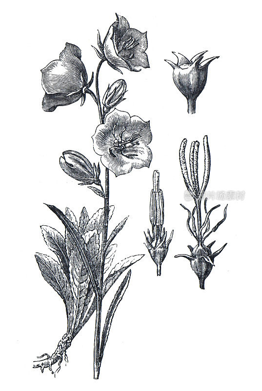 风铃草属植物persifolia植物。或peach-leaved风铃草。桔梗科的一个科。花蕾和花朵。手绘雕刻插图在白色背景。有机多年生草本植物。
