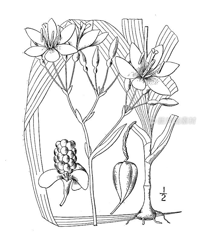 古植物学植物插图:中国芽孢、黑莓百合