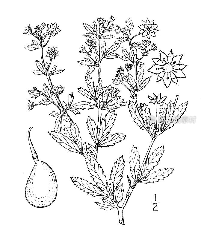 古植物学植物插图:蕨草、五蕊五叶