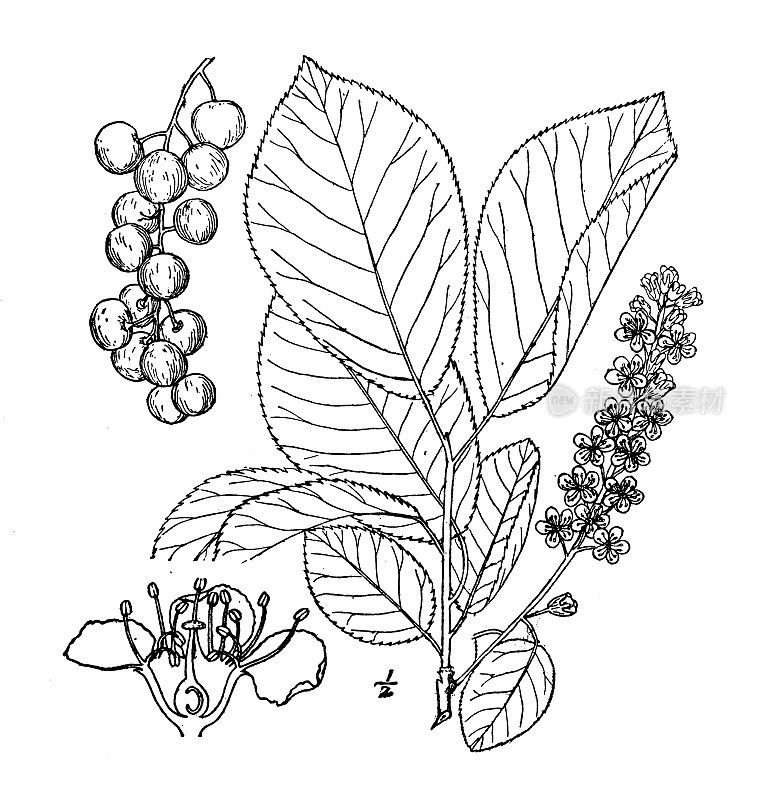 古植物学植物插图:维吉尼亚李，樱桃