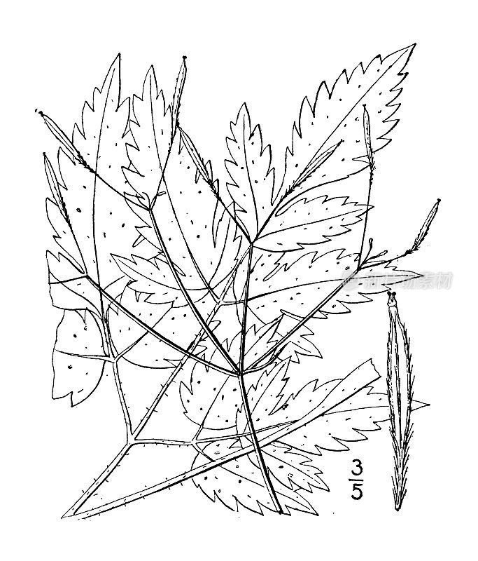 古植物学植物插图:华盛顿花，西甜西芹