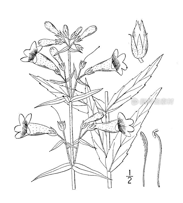 古植物学植物插图:五倍子，细须舌