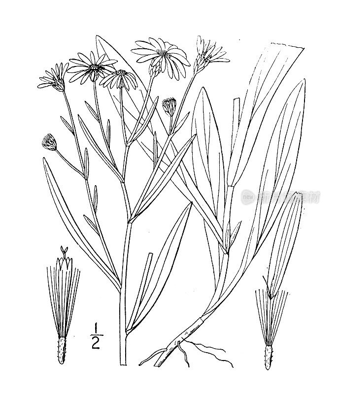 古植物学植物插图:紫菀、紫菀