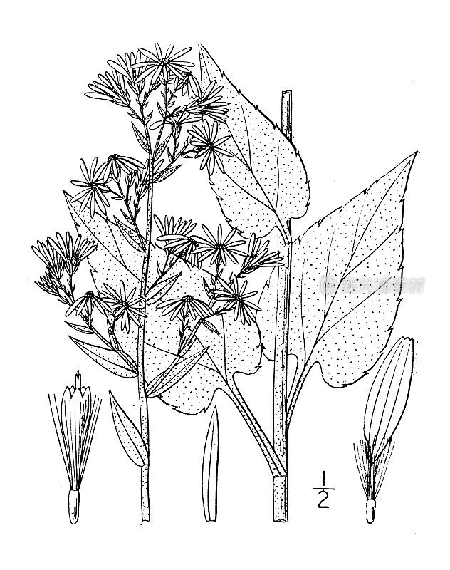 古植物学植物插图:德拉蒙德紫菀、德拉蒙德紫菀