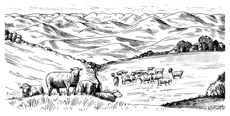 乡村草地。有羊、山和农场的乡村景观。阳光明媚的乡村风景。手绘雕刻素描。复古质朴的横幅木制标志或徽章或标签。