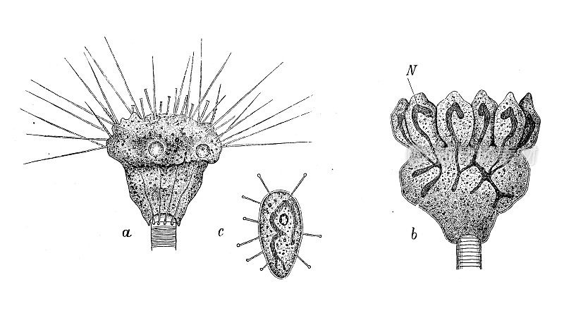 仿古生物动物学图像:盲足虫