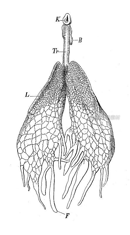 古董生物动物学图像:非洲骆驼，肺