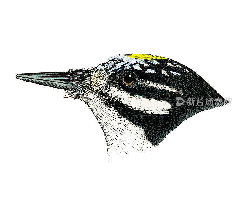 美国三趾啄木鸟头水彩平版版画1874年