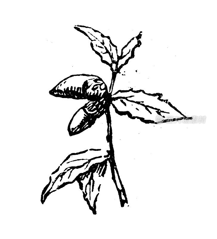 古玩雕刻插画:霍姆栎，冬青栎