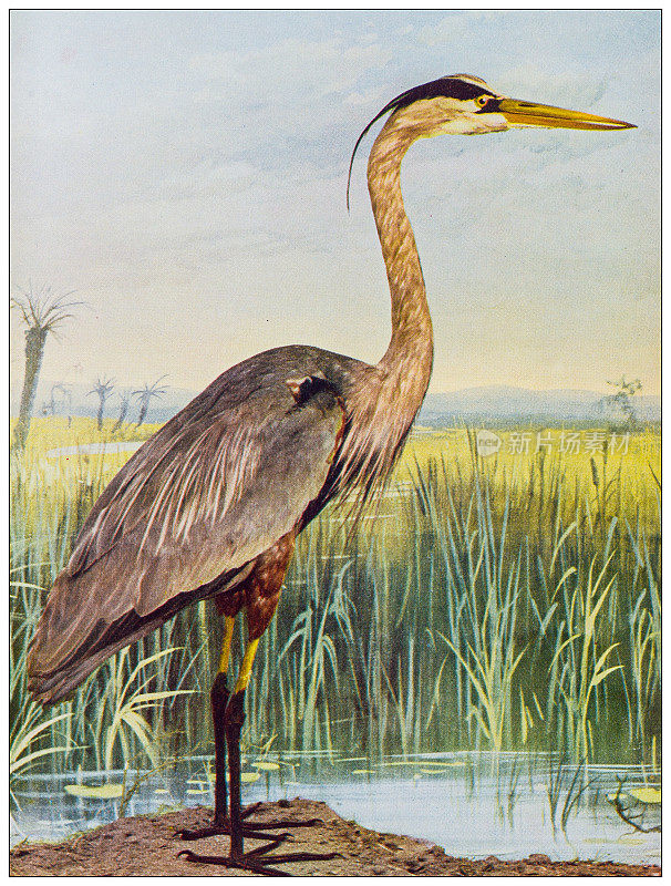 古代鸟类学彩色图像:大蓝鹭